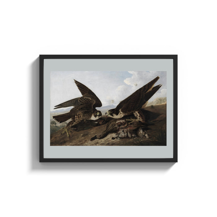 Framed Two peregrine falcons with prey print shown as a wide statement piece on a clean white wall