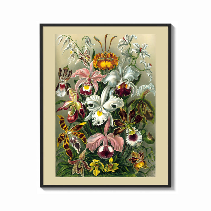 Framed Colorful orchid flowers botanical illustration print shown as a bold statement piece on a clean gallery wall