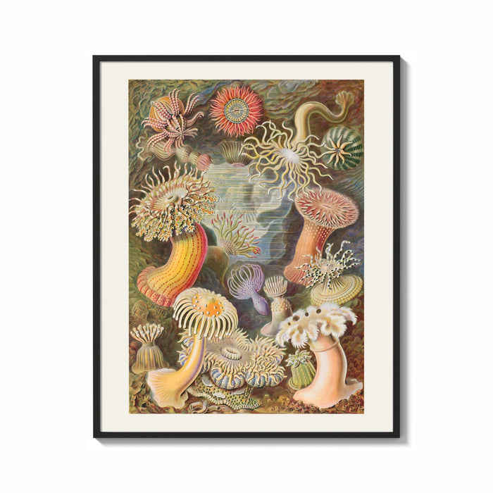 Framed Sea anemones illustration print shown as a bold statement piece on a clean gallery wall
