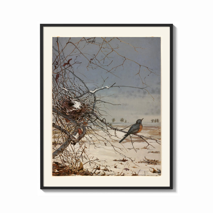 Framed American robin perched on branch print shown as a bold statement piece on a clean gallery wall