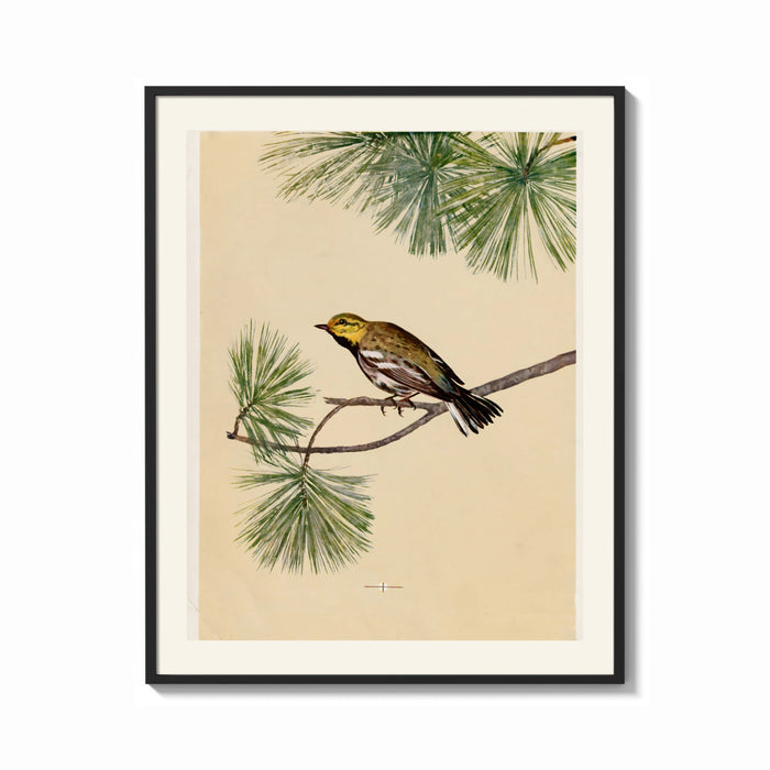 Framed Warbler bird perched on pine branch print shown as a bold statement piece on a clean gallery wall