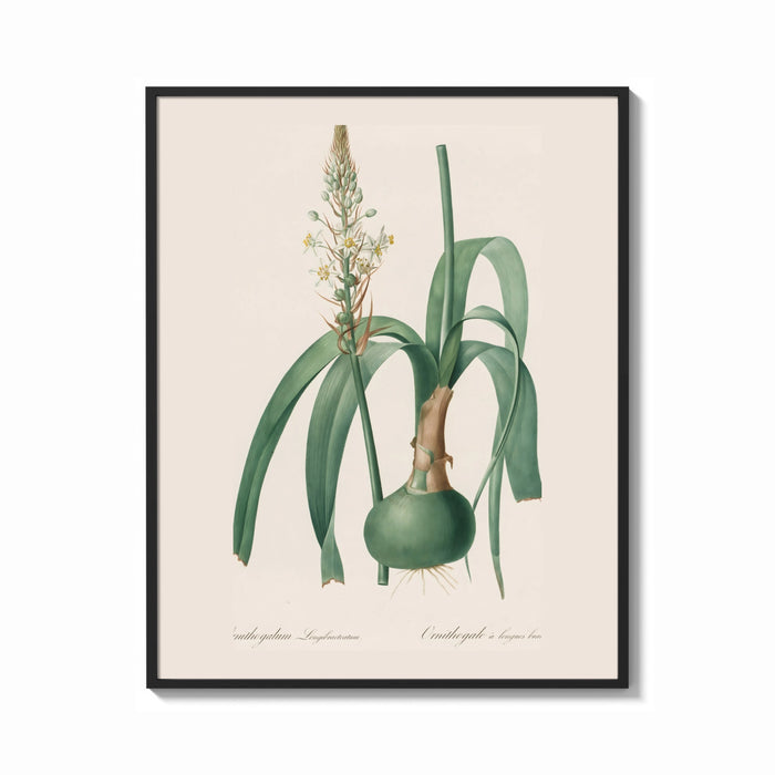 Framed Botanical illustration of flowering bulb plant print shown as a bold statement piece on a clean gallery wall