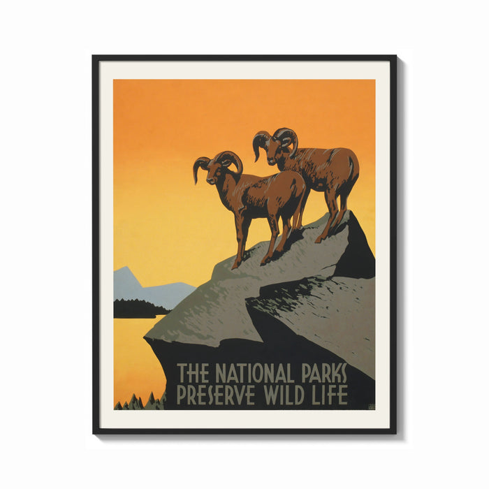 Framed Two bighorn sheep on rocky cliff print shown as a bold statement piece on a clean gallery wall