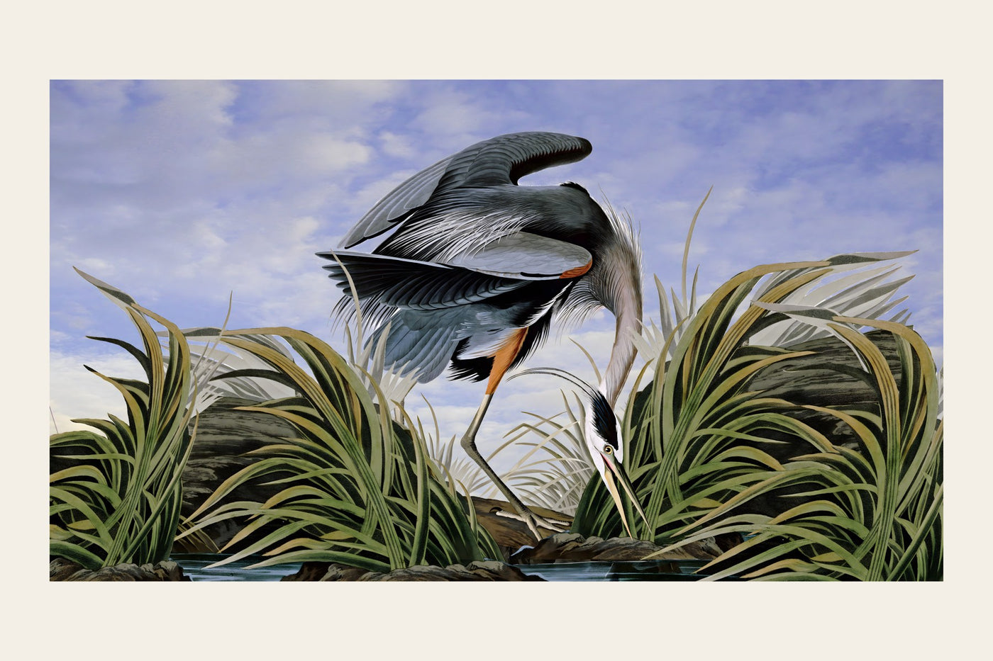 Audubon Great Blue Heron plate from Birds of America