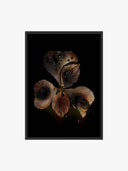 Noir Orchid - Botanical Printable Art featuring a close-up of an orchid with water droplets against a black background.