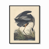 Framed Great blue heron bird print shown as a bold statement piece on a clean gallery wall
