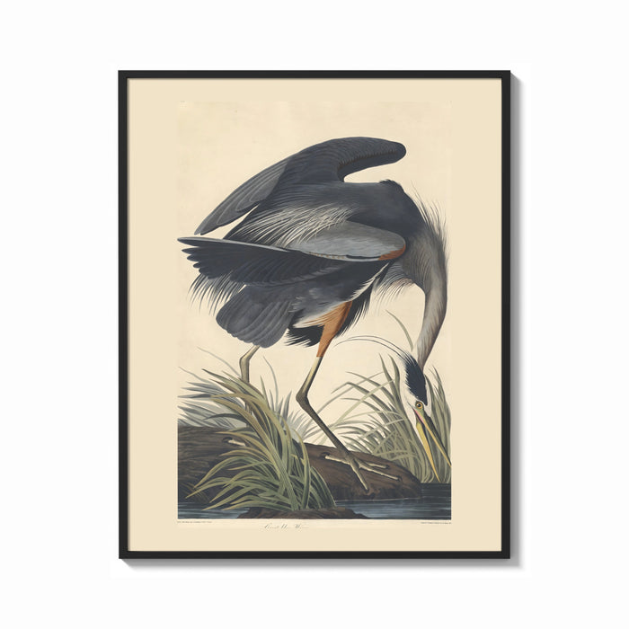 Framed Great blue heron bird print shown as a bold statement piece on a clean gallery wall