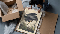 Great blue heron bird framed print being unpacked from protective bubble wrap and a box