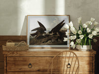Two peregrine falcons with prey print in an oak frame on a farmhouse dresser beside white tulips