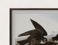 Close-up of the Two peregrine falcons with prey print's dark wood frame corner and archival matte paper