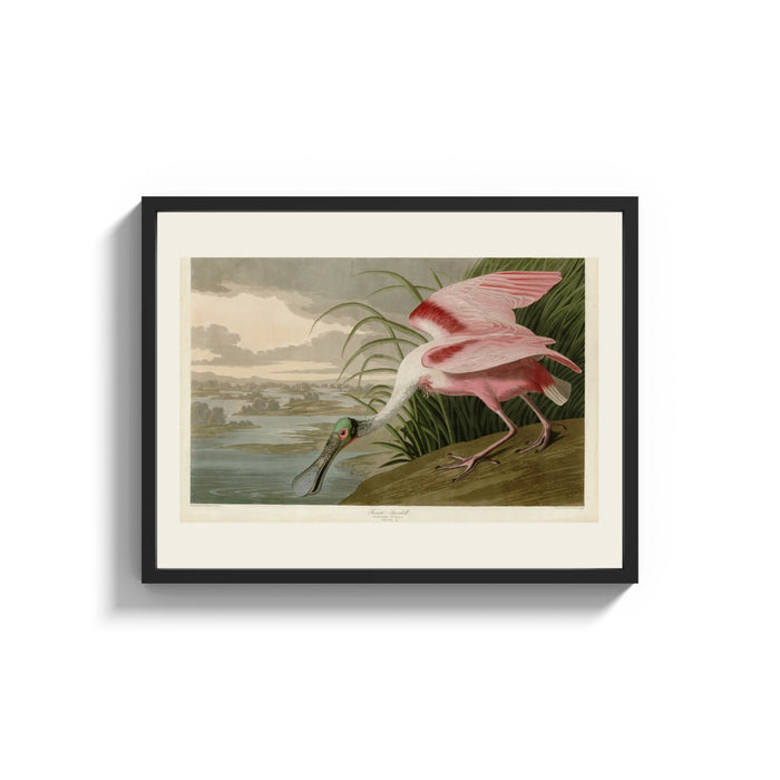 Framed Roseate spoonbill wading bird print shown as a wide statement piece on a clean white wall