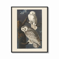 Framed Two snowy owls on branch print shown as a bold statement piece on a clean gallery wall