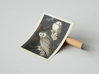 Rolled Two snowy owls on branch poster beside its crush-resistant kraft shipping tube