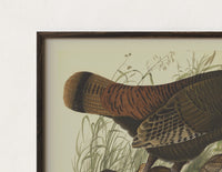 Close-up of the Female wild turkey with chicks print's dark wood frame corner and archival matte paper