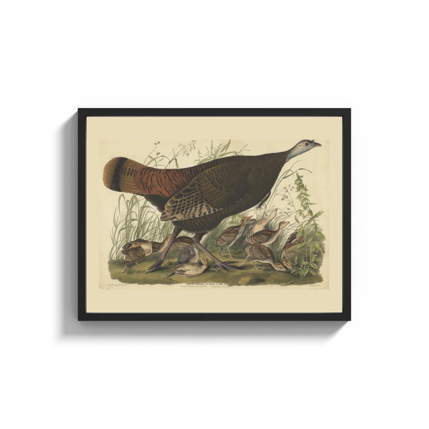 Framed Female wild turkey with chicks print shown as a wide statement piece on a clean white wall