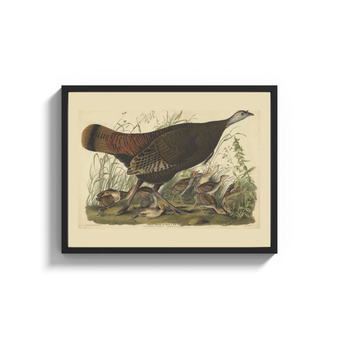 Framed Female wild turkey with chicks print shown as a wide statement piece on a clean white wall
