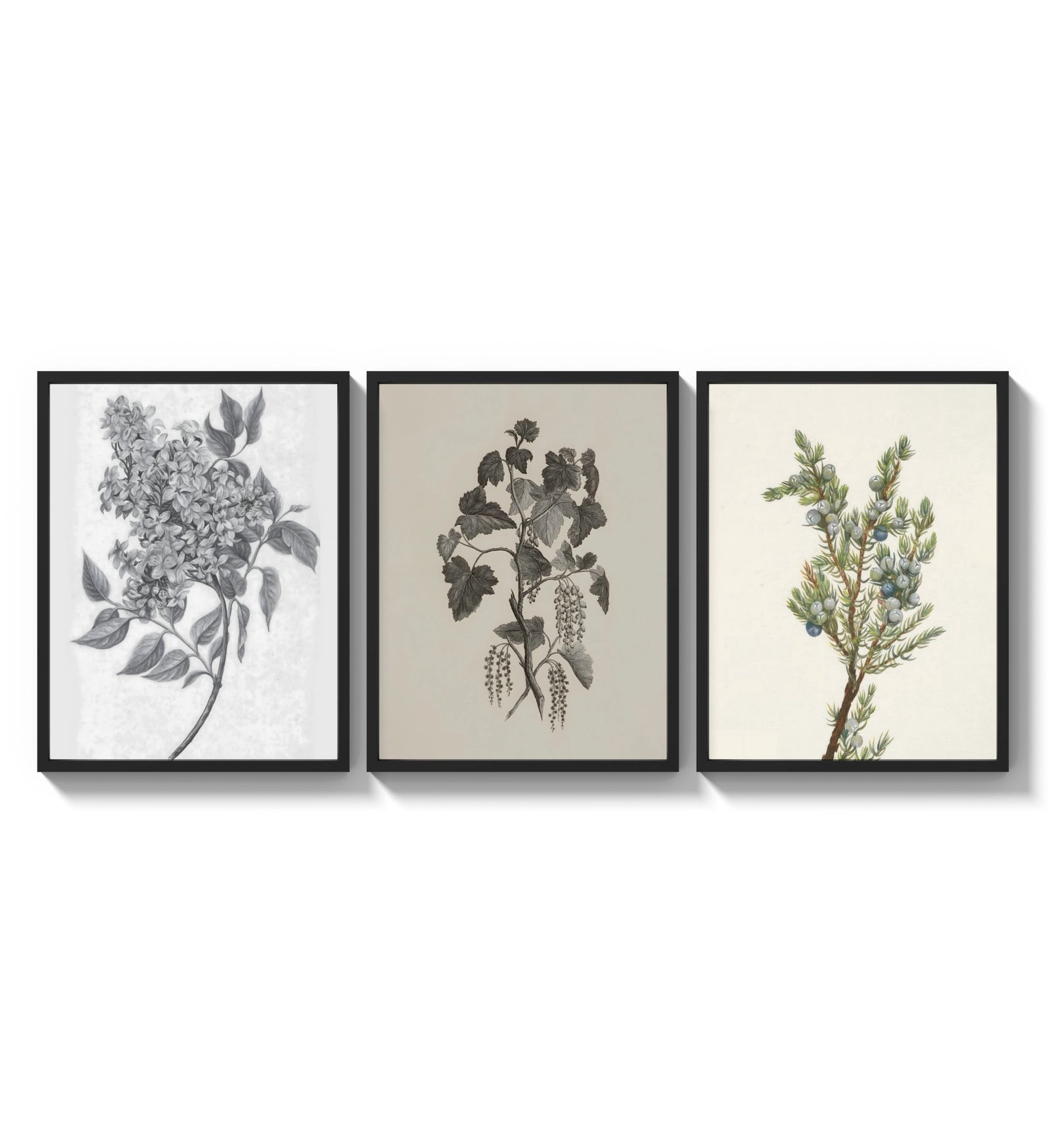 Botanical plant illustrations triptych three-panel set arranged as a triptych on a bright gallery wall