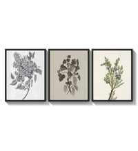 Botanical plant illustrations triptych three-panel set arranged as a triptych on a bright gallery wall