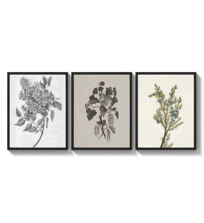 Botanical plant illustrations triptych three-panel set arranged as a triptych on a bright gallery wall