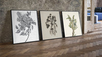 Botanical plant illustrations triptych three-piece set leaning on parquet beside a vintage loft door