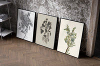 Botanical plant illustrations triptych set of three black-framed prints leaning against a raw-plaster wall