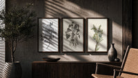 Botanical plant illustrations triptych triptych in three walnut frames above a sideboard in a warm room