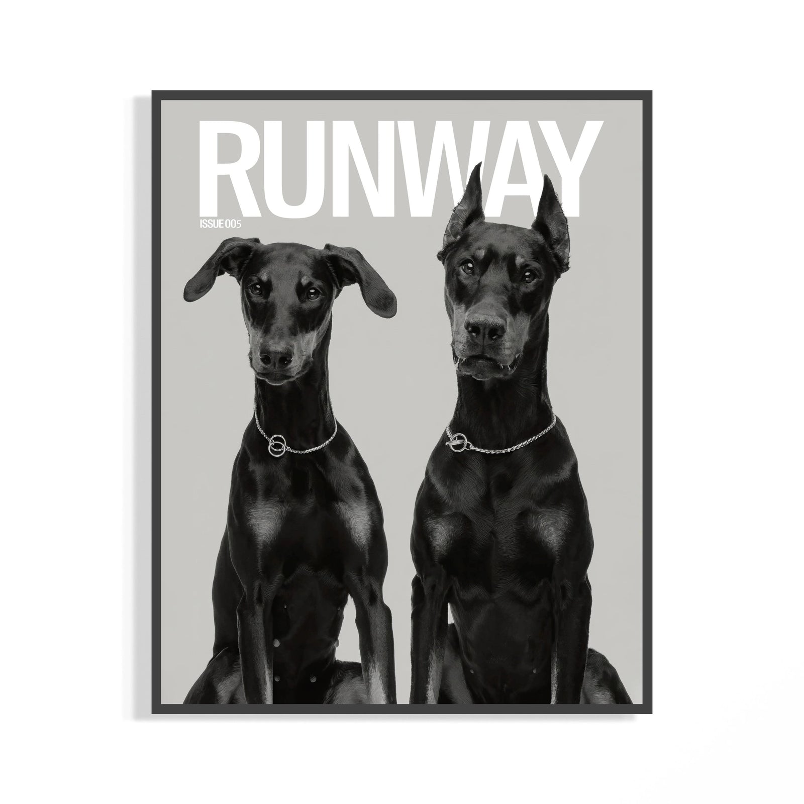 Black framed monochrome poster of two Doberman Pinschers wearing chain collars in elegant standing poses