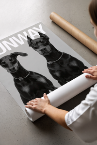 Woman pulling a Doberman Pinscher duo poster from a crush-resistant brown shipping tube indoors