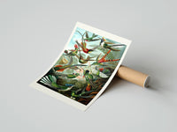 Rolled Colorful hummingbirds among tropical foliage poster beside its crush-resistant kraft shipping tube