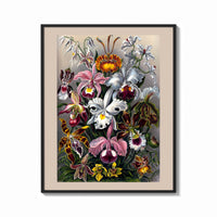 Framed Botanical illustration of various orchids print shown as a bold statement piece on a clean gallery wall