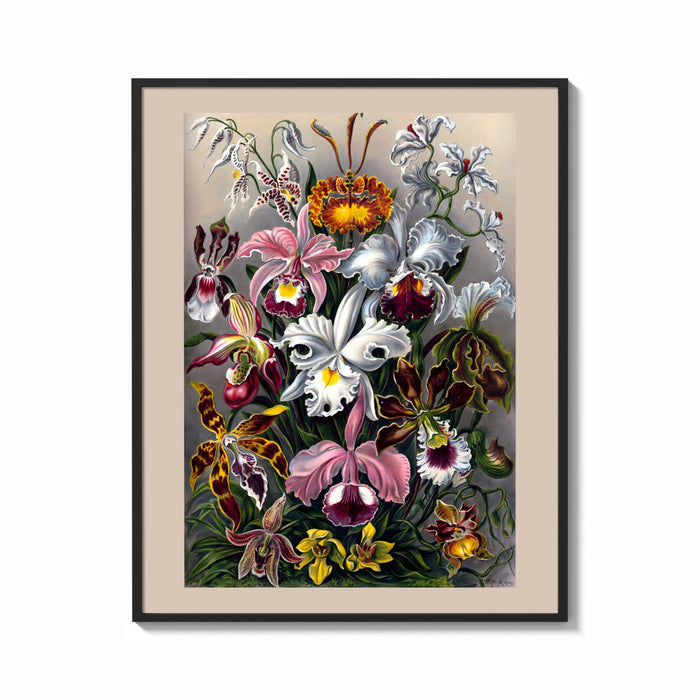 Framed Botanical illustration of various orchids print shown as a bold statement piece on a clean gallery wall