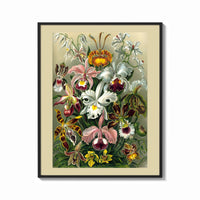 Framed Colorful orchid flowers botanical illustration print shown as a bold statement piece on a clean gallery wall