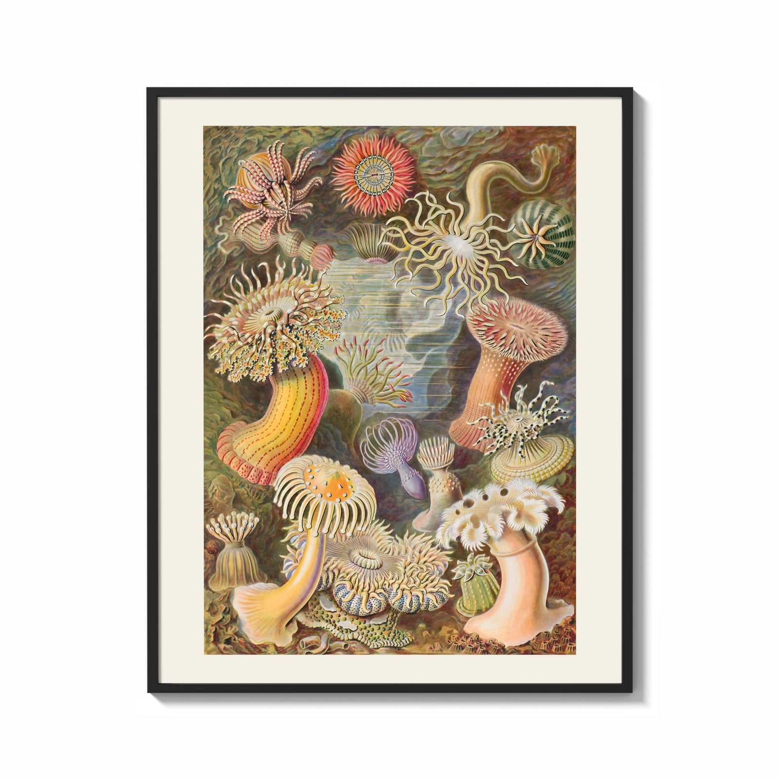 Framed Sea anemones illustration print shown as a bold statement piece on a clean gallery wall