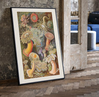 Sea anemones illustration print in a black frame leaning beside a vintage door on parquet
