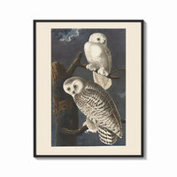 Framed Audubon Snowy Owl print shown as a bold statement piece on a clean gallery wall