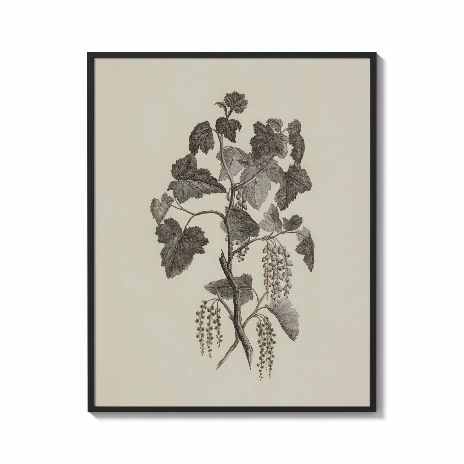 Framed engraved currant branch study vintage art print print shown as a bold statement piece on a clean gallery wall