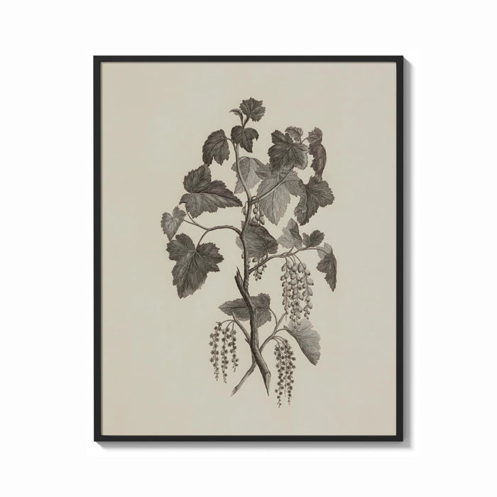 Framed engraved currant branch study vintage art print print shown as a bold statement piece on a clean gallery wall