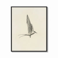 Framed tern in flight sketch vintage art print print shown as a bold statement piece on a clean gallery wall