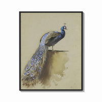 Framed peacock with full tail perched on ledge vintage art print print shown as a bold statement piece on a clean gallery…