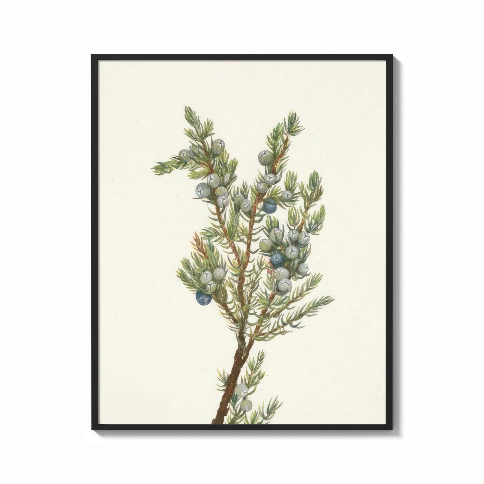 Framed juniper branch with berries vintage art print print shown as a bold statement piece on a clean gallery wall