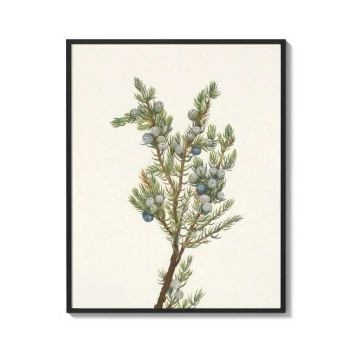Framed juniper branch with berries vintage art print print shown as a bold statement piece on a clean gallery wall