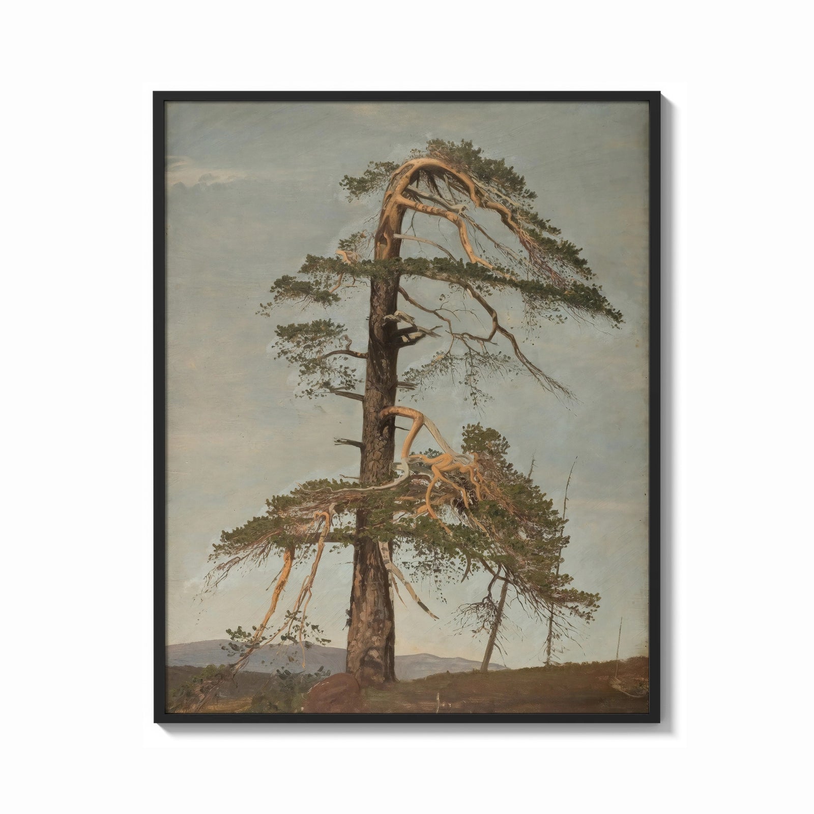 Framed gnarled windblown pine tree against sky vintage art print print shown as a bold statement piece on a clean gallery…