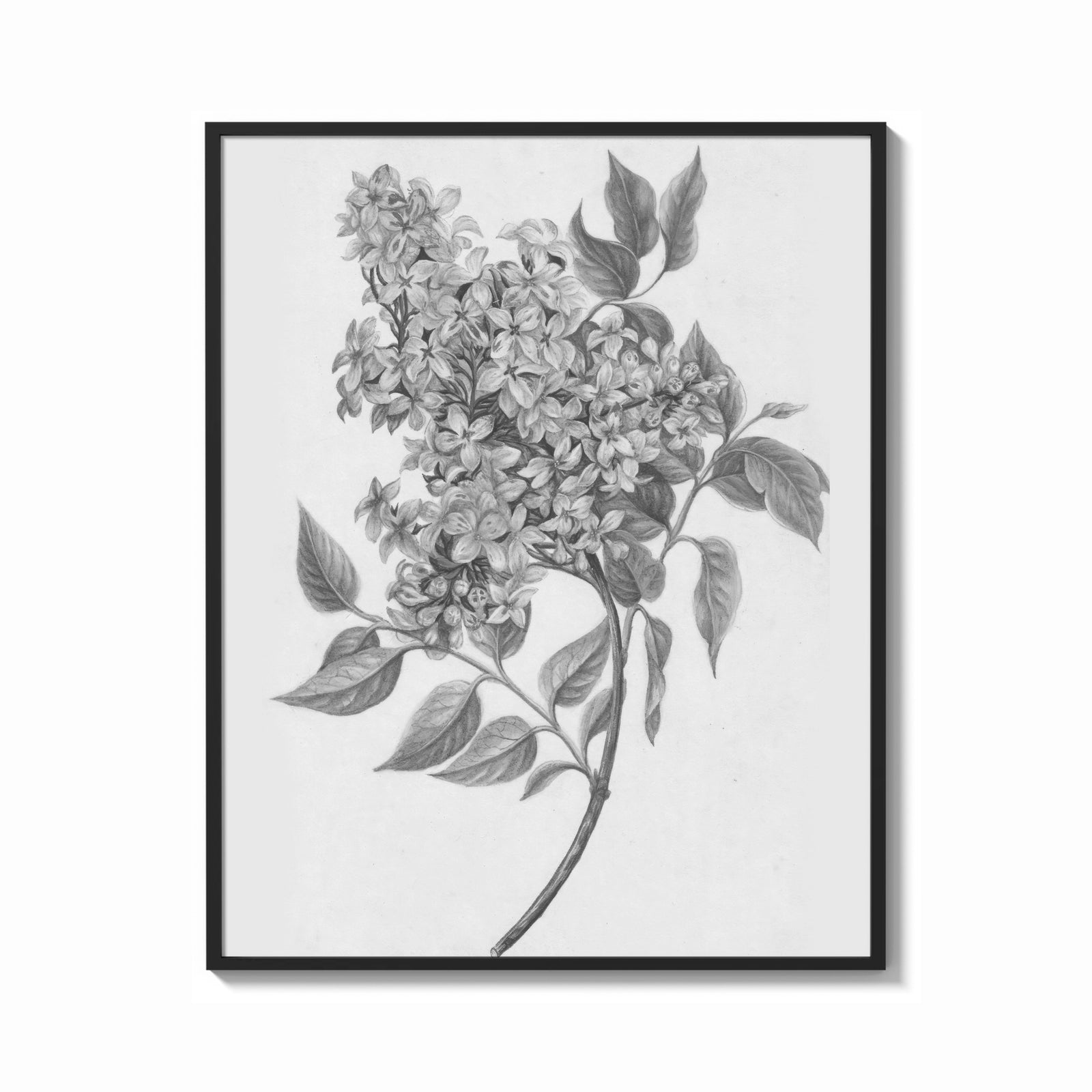 Framed flowering lilac branch vintage art print print shown as a bold statement piece on a clean gallery wall