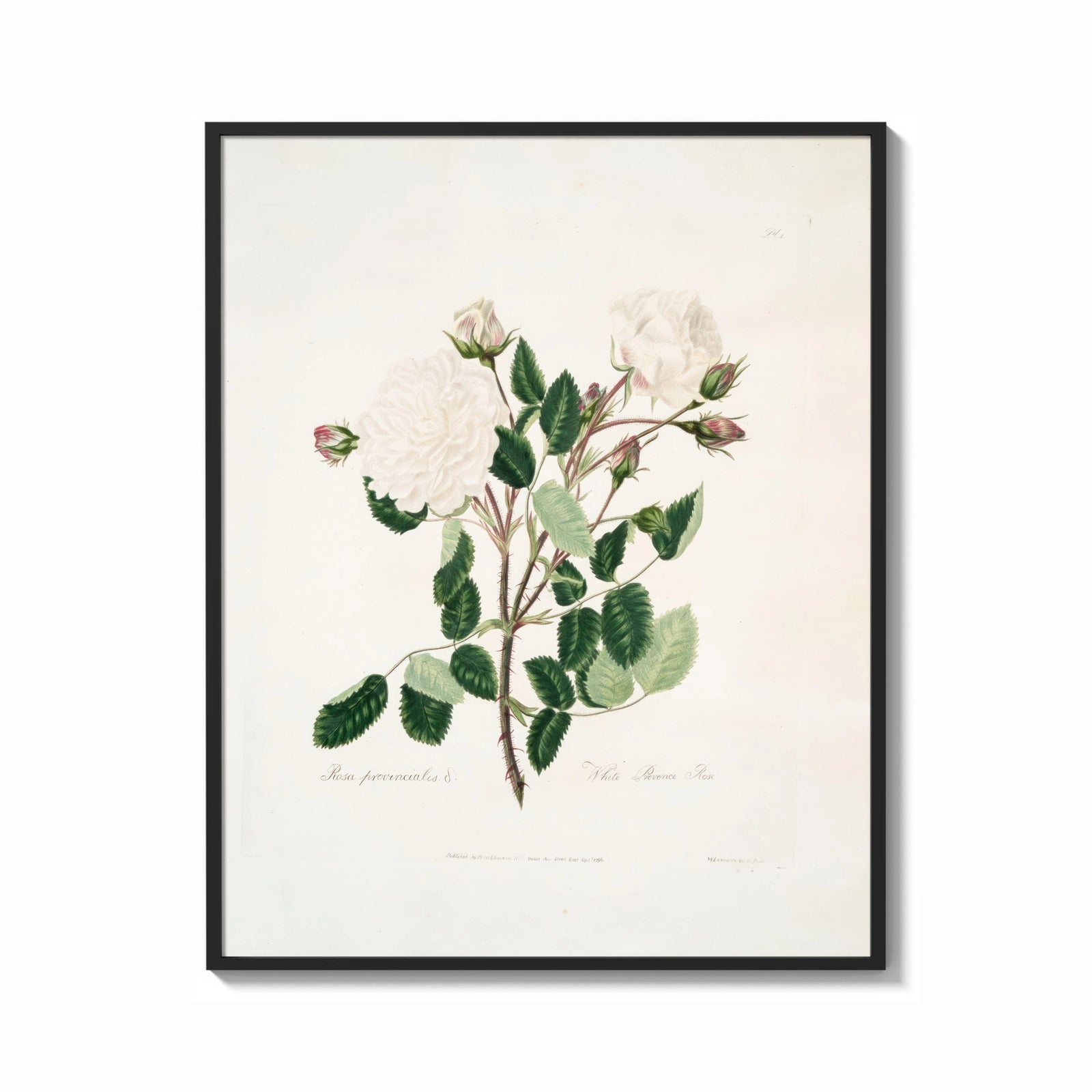 Framed white Provence rose botanical study vintage art print print shown as a bold statement piece on a clean gallery wall