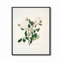 Framed white Provence rose botanical study vintage art print print shown as a bold statement piece on a clean gallery wall