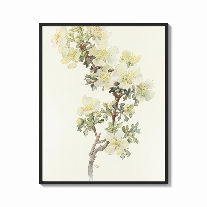 Framed Cliff Rose botanical study with labeled names vintage art print print shown as a bold statement piece on a clean…