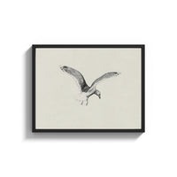 Framed seagull in flight, pencil sketch vintage art print print shown as a wide statement piece on a clean white wall