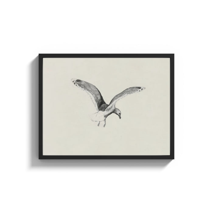 Framed seagull in flight, pencil sketch vintage art print shown as a wide statement piece on a clean white wall