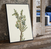 juniper branch with berries vintage art print print in a black frame leaning beside a vintage door on parquet