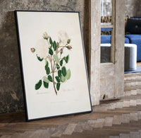 white Provence rose botanical study vintage art print print in a black frame leaning beside a vintage door on parquet